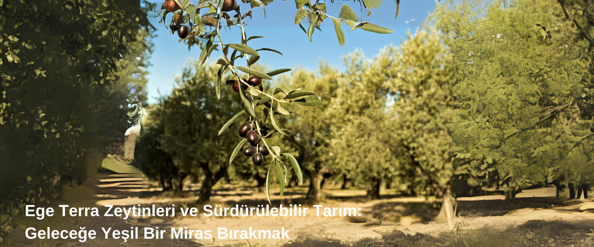 Ege Terra Zeytinleri ve Sürdürülebilir Tarım: Geleceğe Yeşil Bir Miras Bırakmak