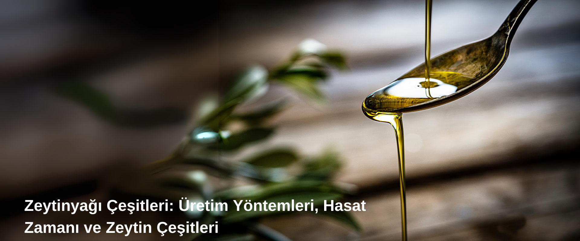 Zeytinyağı Çeşitleri: Üretim Yöntemleri, Hasat Zamanı ve Zeytin Çeşitleri