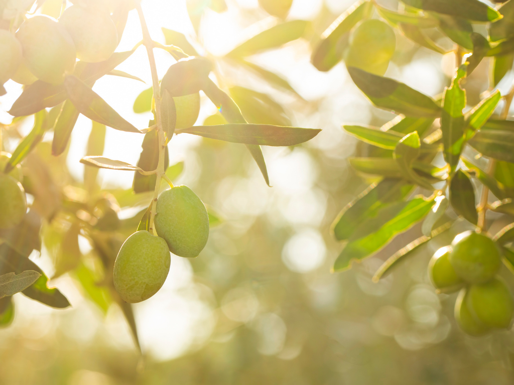 Ege Terra ile Saf Zeytinin Hikayesi